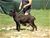 Ch. MASCALZONE LATINO - Triola Cane Corso